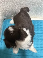 Girl 2, a female Shih Tzu for sale in Waterloo, SC – 2 of 3