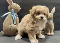 Boy 8 maltipoo, a male Maltipoo for sale in Waterloo, SC – Photo 3 of 3