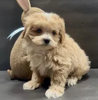 Boy 8 maltipoo, a male Maltipoo for sale in Waterloo, SC – Photo 2 of 3