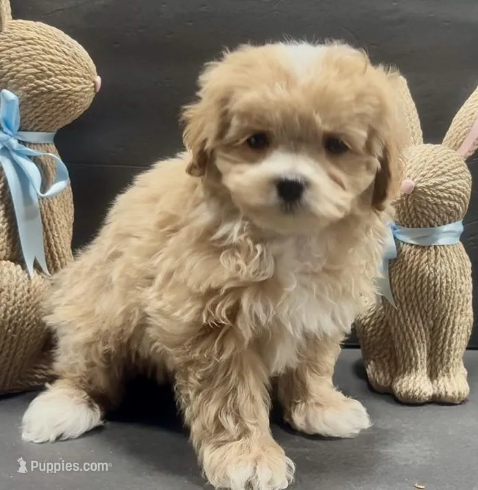 Boy 8 maltipoo