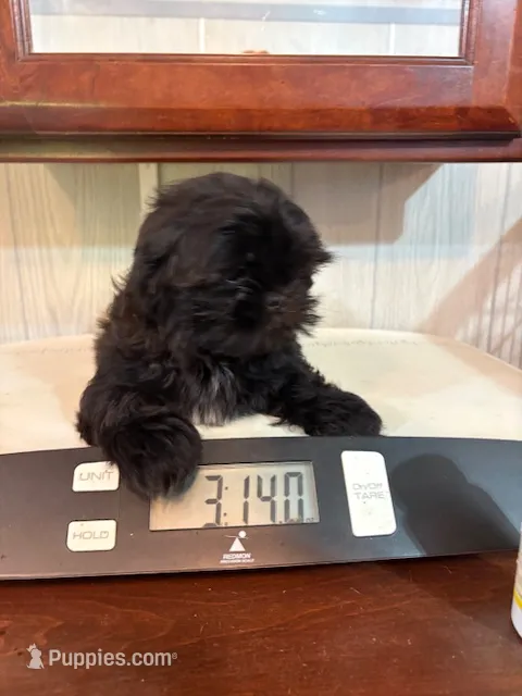 Sylvester – Shih Tzu puppy for sale in Waterloo, SC