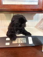 Sylvester, a male Shih Tzu for sale in Waterloo, SC – 1 of 1