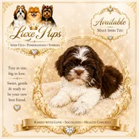 Tony, a male Shih Tzu for sale in Waterloo, SC – 1 of 1