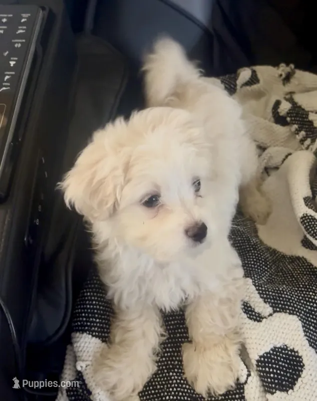 Maltese 1 – Maltese puppy for sale in Waterloo, SC