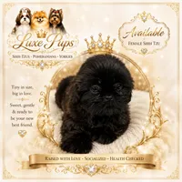Demi, a female Shih Tzu for sale in Waterloo, SC – 1 of 1