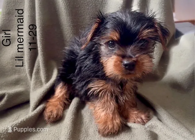 Yorkie girl 1