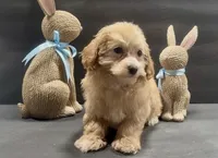 Boy 1 maltipoo, a male Maltipoo for sale in Waterloo, SC – Photo 3 of 4