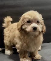 Boy 1 maltipoo, a male Maltipoo for sale in Waterloo, SC – Photo 1 of 4