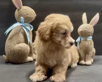 Boy 1 maltipoo, a male Maltipoo for sale in Waterloo, SC – Photo 2 of 4