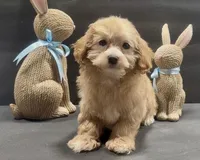 Boy 1 maltipoo, a male Maltipoo for sale in Waterloo, SC – Photo 4 of 4