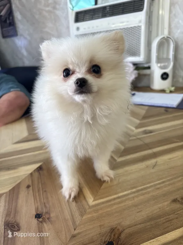 Snowie  – Pomeranian puppy for sale in Waterloo, SC