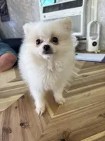 Snowie , a male Pomeranian for sale in Waterloo, SC – 1 of 1