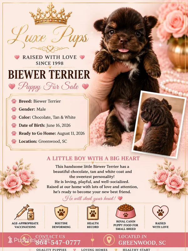 Choc Wh Biewer Male – Biewer puppy for sale in Waterloo, SC
