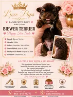 Choc Wh Biewer Male, a male Biewer for sale in Waterloo, SC – 1 of 3