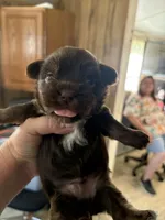 Choc Wh Biewer Male, a male Biewer for sale in Waterloo, SC – 3 of 3