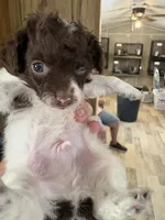 choc wh parti toy poodle, a male Poodle - Toy  for sale in Waterloo, SC – 2 of 3