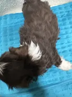 Boy, a male Shih Tzu for sale in Waterloo, SC – 2 of 2