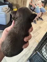 Choc Biewer Female, a female Biewer for sale in Waterloo, SC – 2 of 3