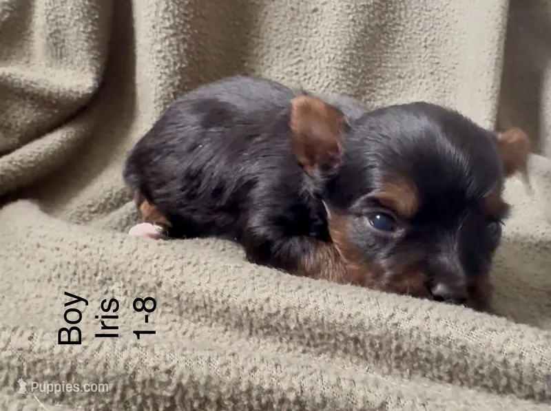 Yorkie Boy 1