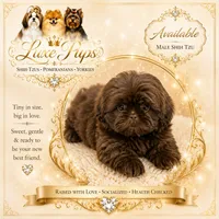 Joey, a male Shih Tzu for sale in Waterloo, SC – 1 of 1
