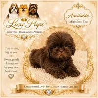 Sammy, a male Shih Tzu for sale in Waterloo, SC – 1 of 1