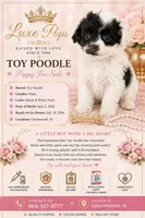blk and wh Toy Poodle baby, a male Poodle - Toy  for sale in Waterloo, SC – 1 of 3