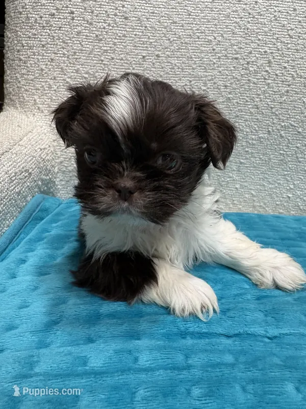 Girl 2 – Shih Tzu puppy for sale in Waterloo, SC