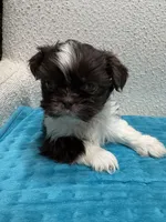 Girl 2, a female Shih Tzu for sale in Waterloo, SC – 1 of 3