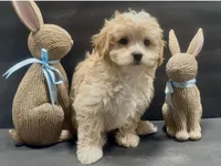 Girl 5 maltipoo, a female Maltipoo for sale in Waterloo, SC – Photo 3 of 3
