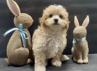 Girl 5 maltipoo, a female Maltipoo for sale in Waterloo, SC – Photo 2 of 3