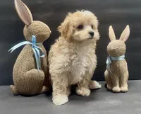 Girl 5 maltipoo, a female Maltipoo for sale in Waterloo, SC – Photo 1 of 3