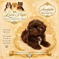 Daniel, a male Shih Tzu for sale in Waterloo, SC – 1 of 1