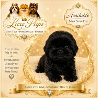 Katy, a female Shih Tzu for sale in Waterloo, SC – 1 of 1