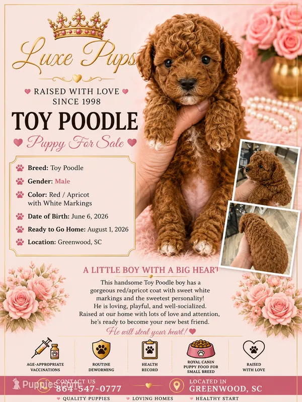 red boy – Poodle - Toy  puppy for sale in Waterloo, SC