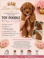 red boy, a male Poodle - Toy  for sale in Waterloo, SC – 1 of 3