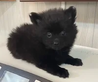 Clint black, a male Pomeranian for sale in Waterloo, SC – 1 of 1