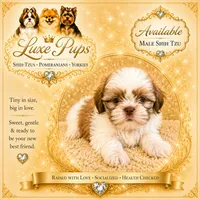 Jeffery, a male Shih Tzu for sale in Waterloo, SC – 1 of 1