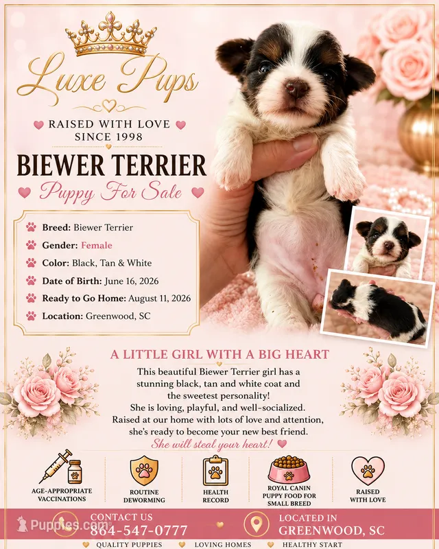 tricolor biewer girl – Biewer puppy for sale in Waterloo, SC