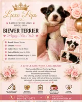 tricolor biewer girl, a male Biewer for sale in Waterloo, SC – 1 of 3