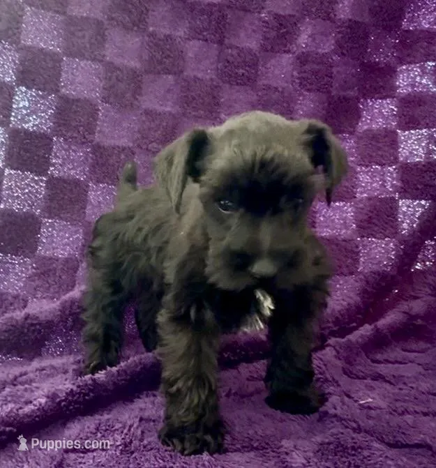 Boy 2 – Miniature Schnauzer puppy for sale in Waterloo, SC