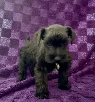 Boy 2, a male Miniature Schnauzer for sale in Waterloo, SC – Photo 1 of 3