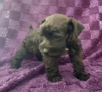 Boy 2, a male Miniature Schnauzer for sale in Waterloo, SC – Photo 3 of 3