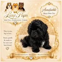 Stallion, a male Shih Tzu for sale in Waterloo, SC – 1 of 1