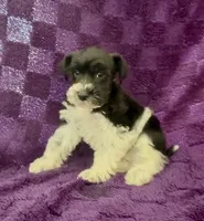 Boy 1, a male Miniature Schnauzer for sale in Waterloo, SC – Photo 1 of 3