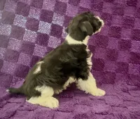 Boy 1, a male Miniature Schnauzer for sale in Waterloo, SC – Photo 2 of 3