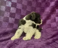 Boy 1, a male Miniature Schnauzer for sale in Waterloo, SC – Photo 3 of 3