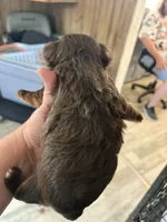 Choc Wh Biewer Male, a male Biewer for sale in Waterloo, SC – 2 of 3
