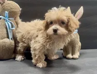 Girl 4 maltipoo, a female Maltipoo for sale in Waterloo, SC – Photo 2 of 3