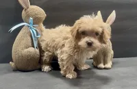 Girl 4 maltipoo, a female Maltipoo for sale in Waterloo, SC – Photo 3 of 3