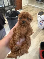 tiny red girl, a female Poodle - Toy  for sale in Waterloo, SC – 3 of 3